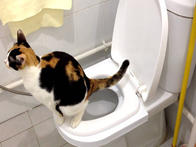 Why NOT to toilet train your cat