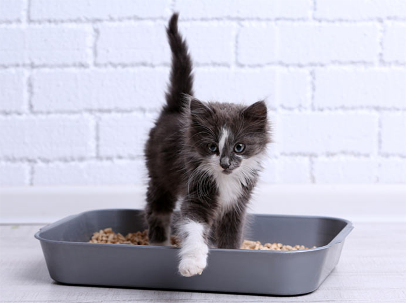 What’s the best litter for your cat?
