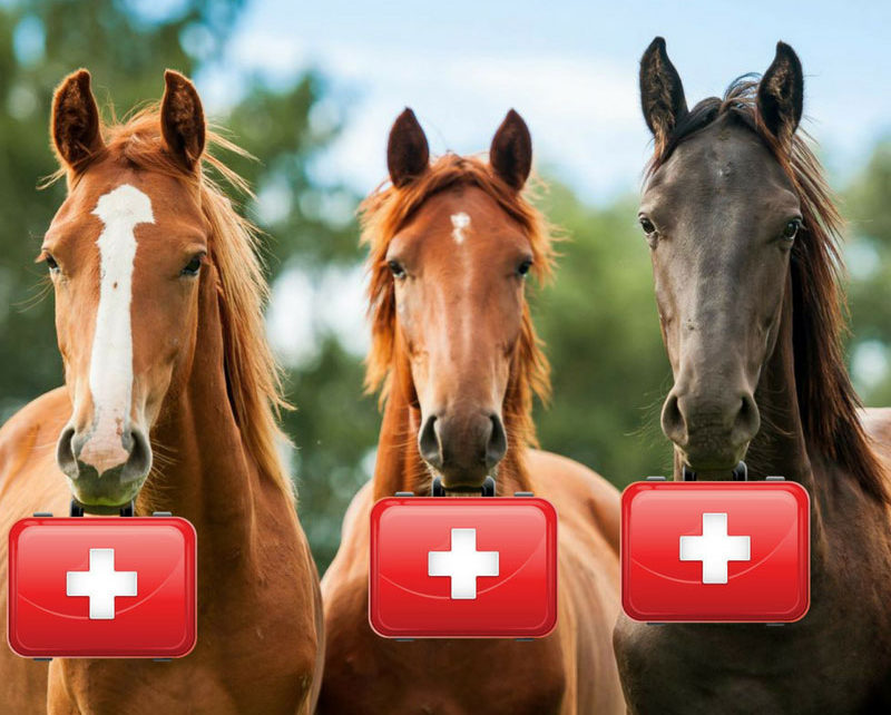 Vital signs in a healthy horse